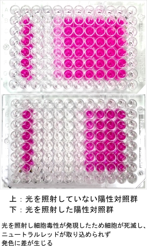 official_serv_genotoxicity_ph01