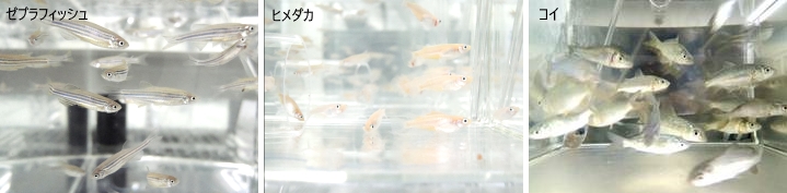 水生生物写真1